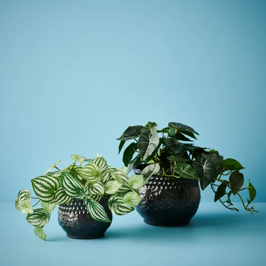 Janila Pot Black