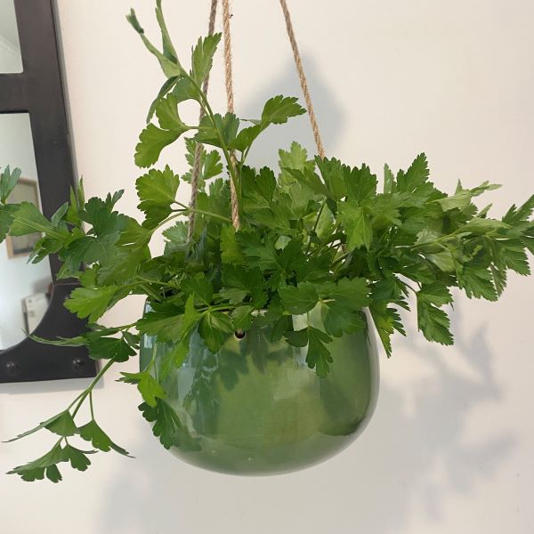 Ivory House | Mode Hanging Pot Green