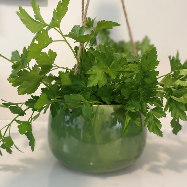 Ivory House | Mode Hanging Pot Green