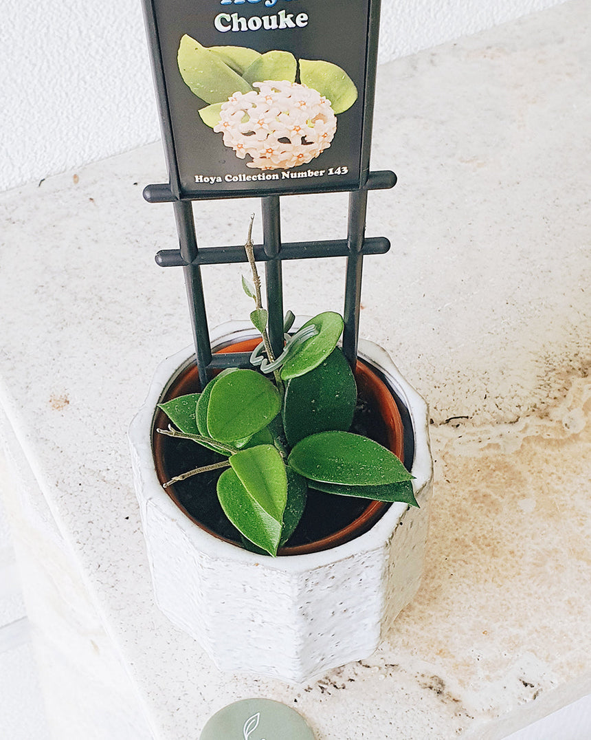 Hoya chouke 13cm
