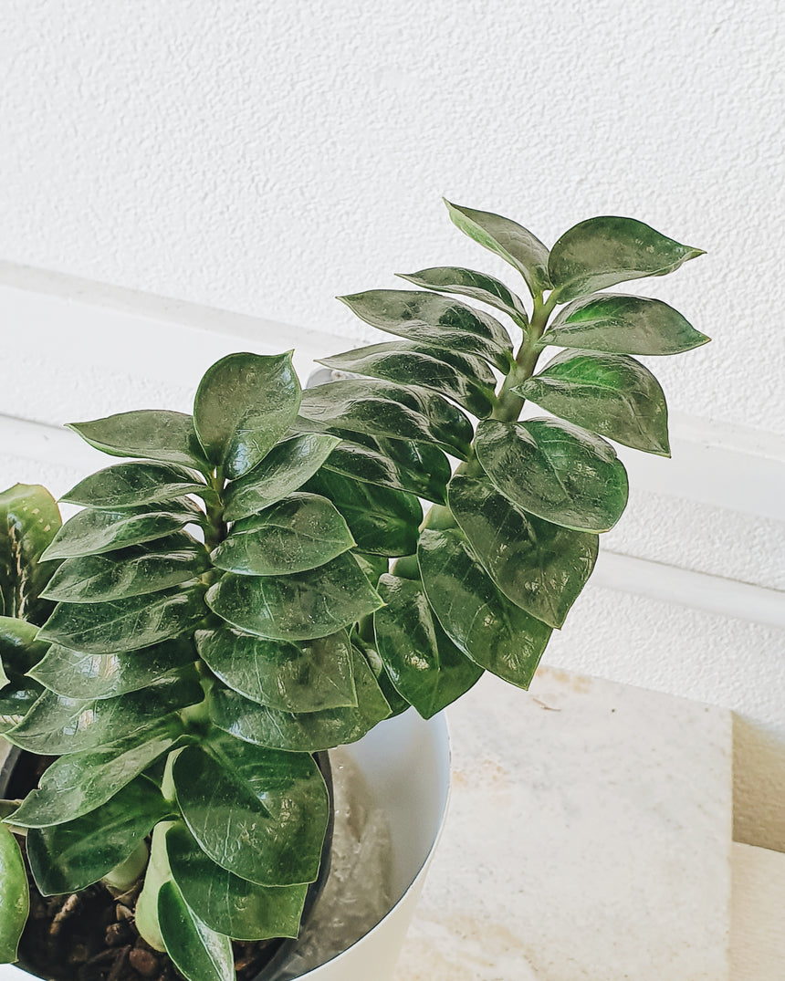 Zanzibar zamiifolia 'Zenzii' 10cm