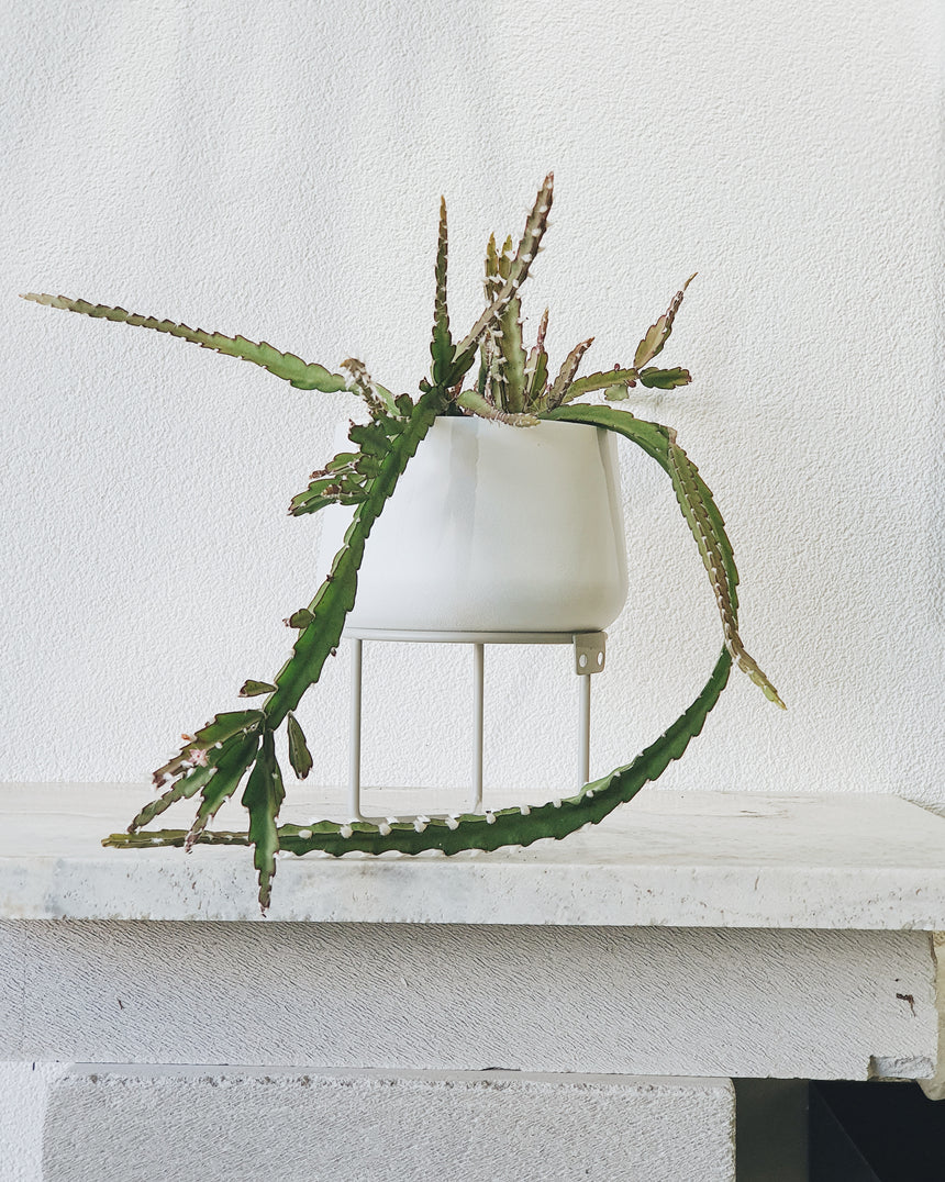 Lepismium cruciforme 13cm