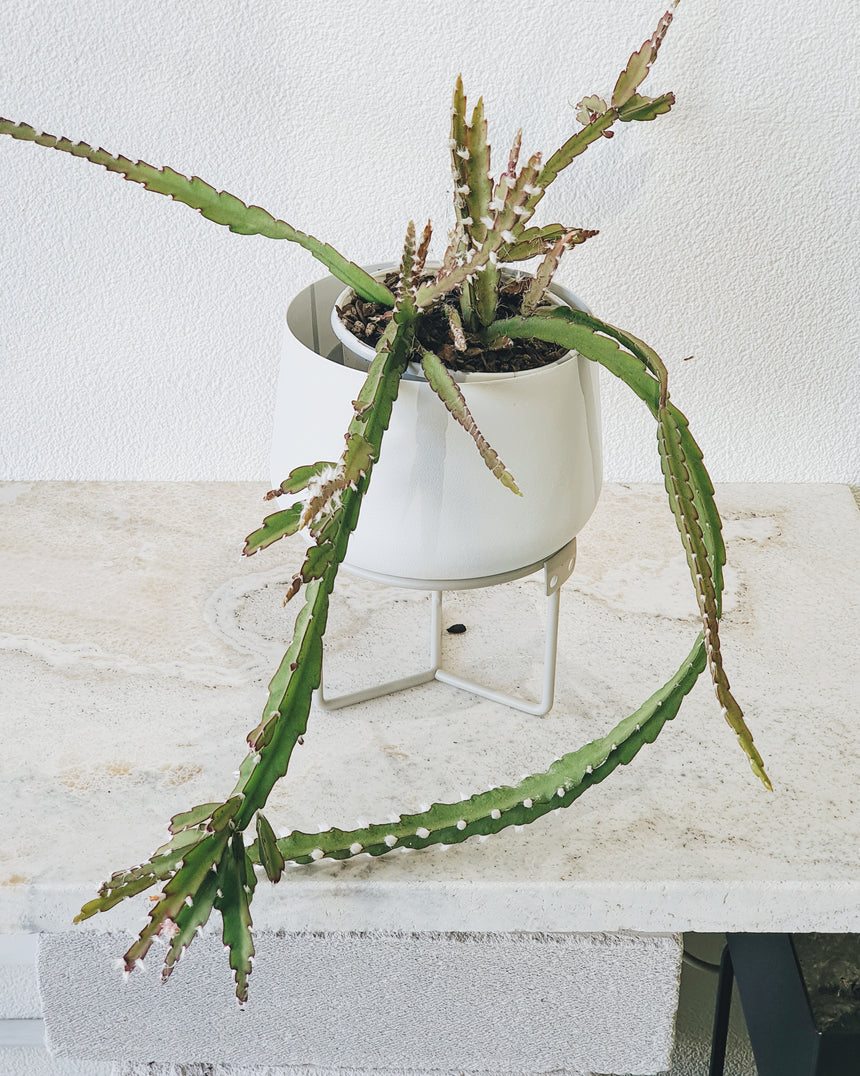 Lepismium cruciforme 13cm