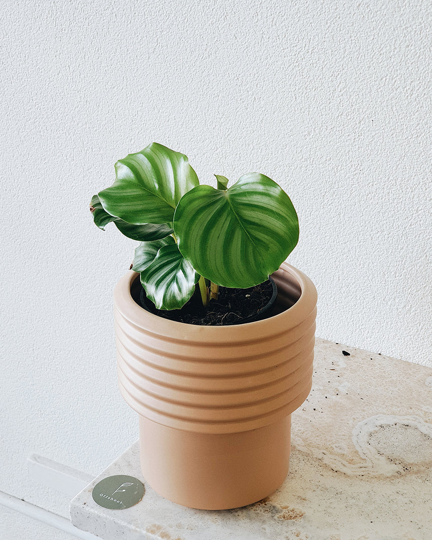 Berlin Planter Tall Nude