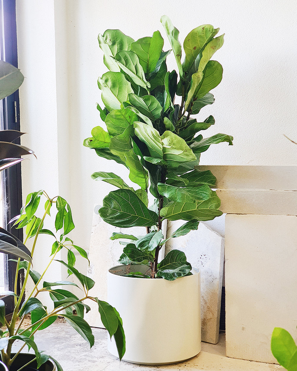 fiddle leaf fig offshoot Ficus lyrata 'Fiddle Leaf' 30cm