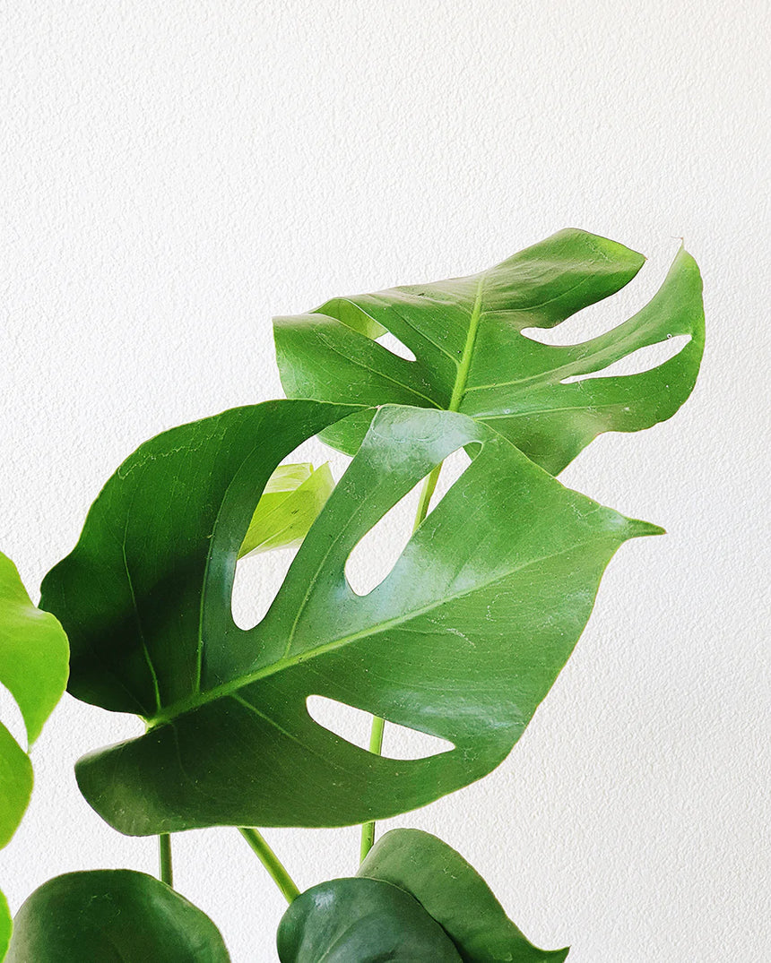 Monstera deliciosa  20cm