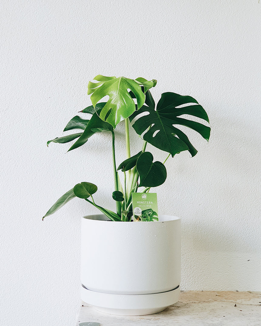 Monstera deliciosa 'Tauerii' 20cm