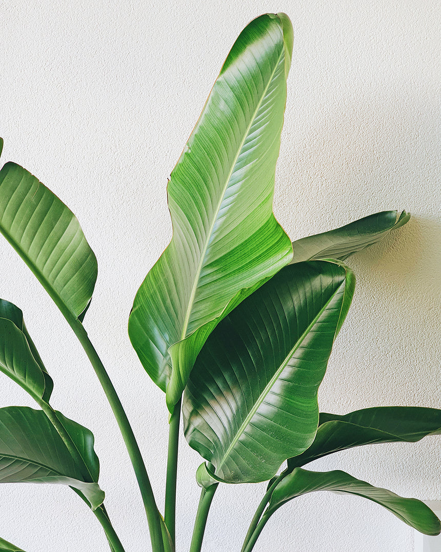 NEW PLANTS