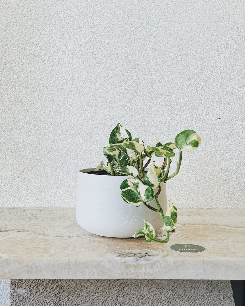 Epipremnum auream 'N Joy' 13cm