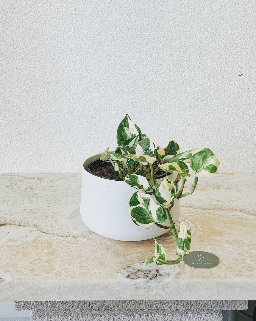 Epipremnum auream 'N Joy' 13cm