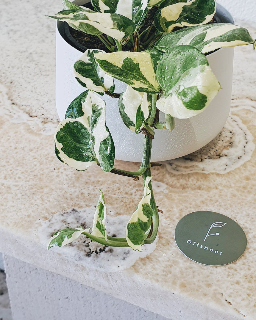 Epipremnum auream 'N Joy' 13cm