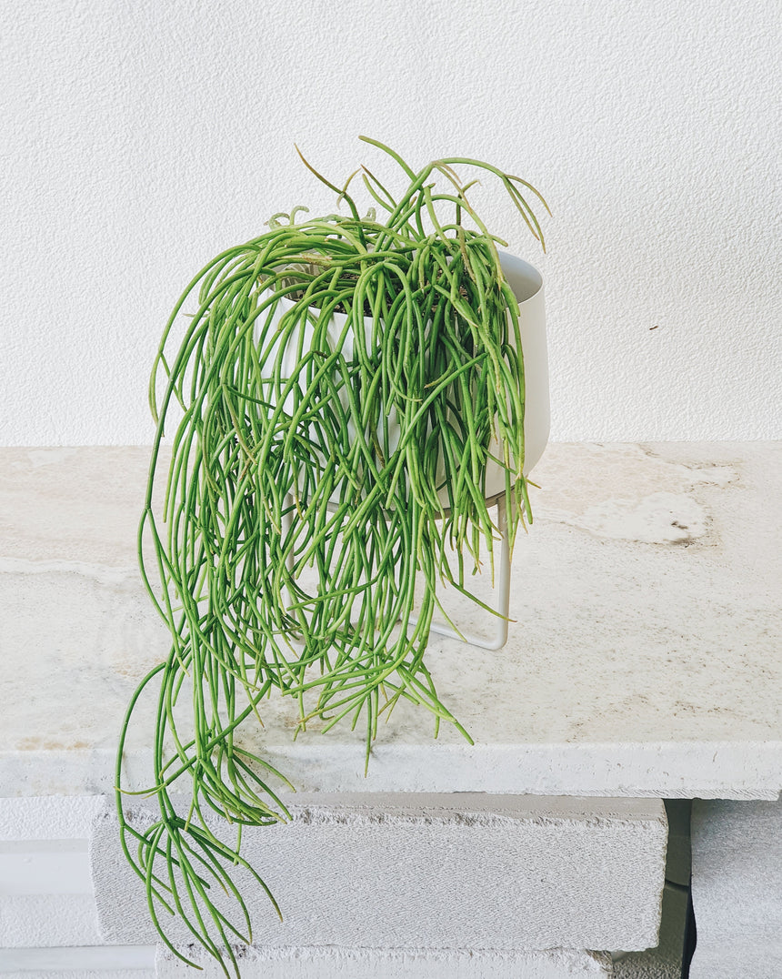 Rhipsalis cassutha 13cm