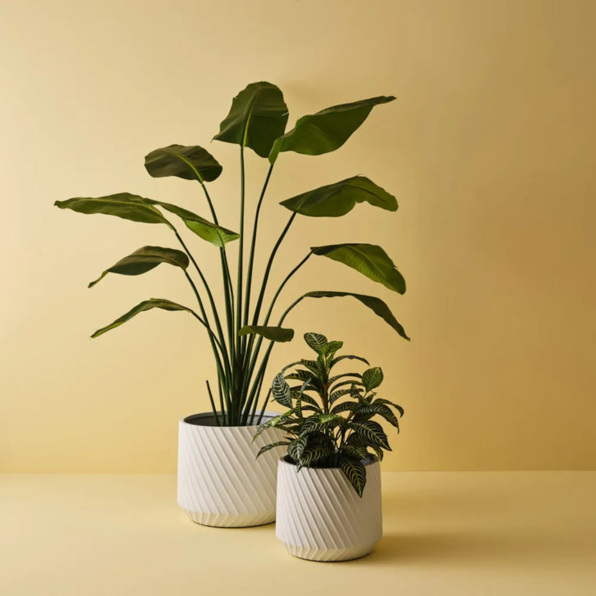Offshoot || Ando Pot White