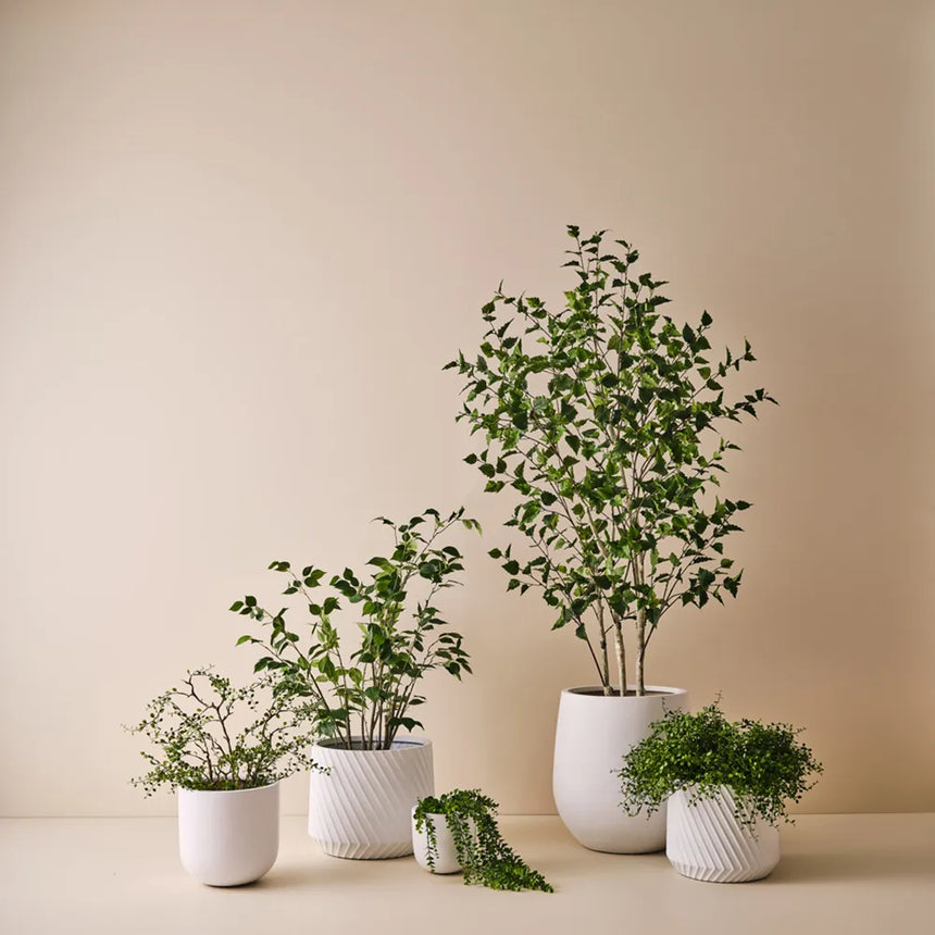 Offshoot || Ando Pot White