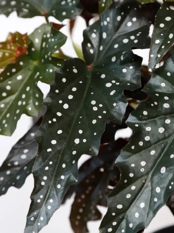 Begonia maculata 'Black Forest' - 14cm