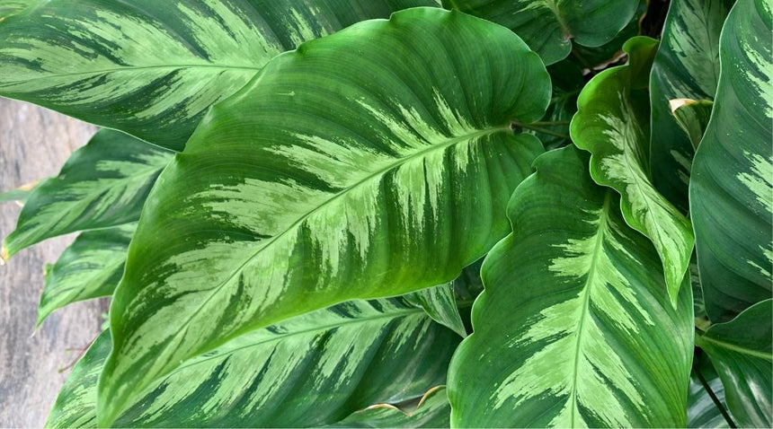 Calathea louisae 'Misto' ( syn. Goeppertia louisae) 13cm