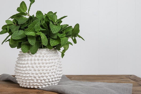 Ivory House | Mode Porci Vase Small