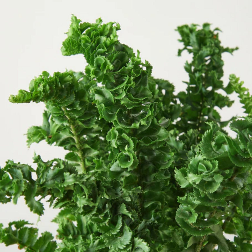 Nephrolepis exaltata 'Emina' - 13cm