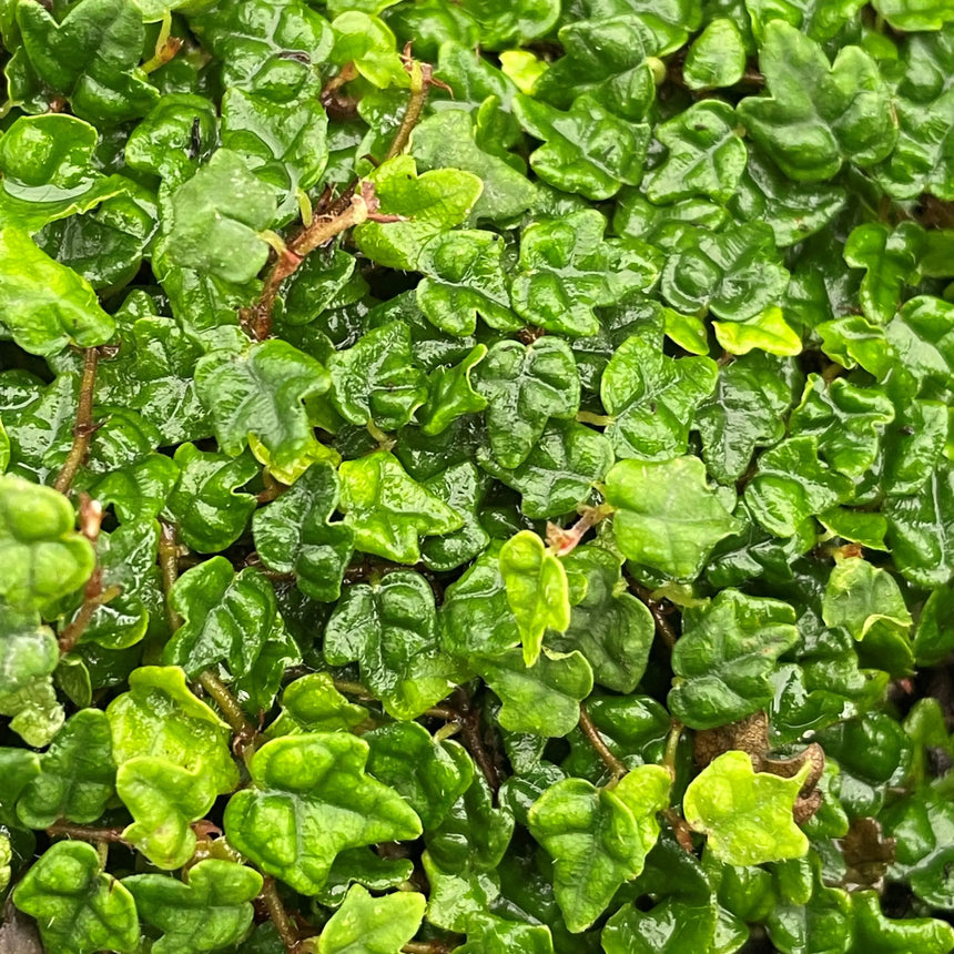 Ficus pumila ssp. quercifolia