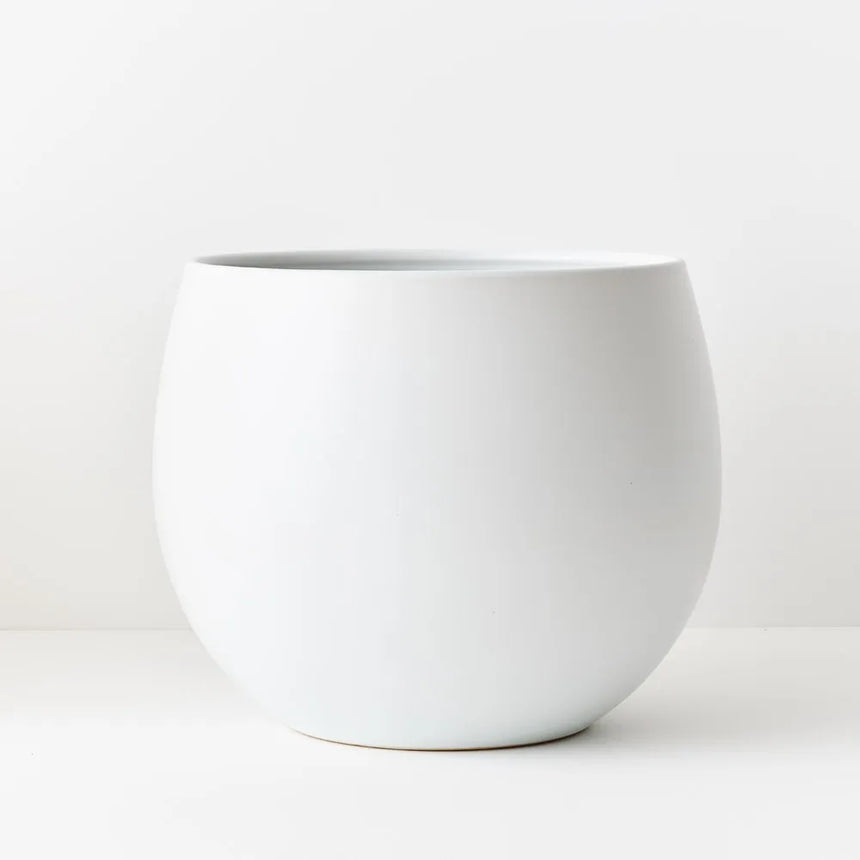 Offshoot || Haslea Pot