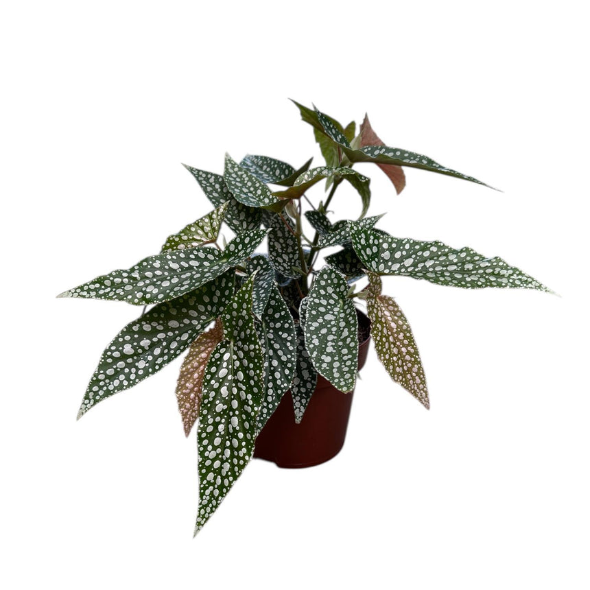 Begonia maculata 'Hotspot' - 14cm