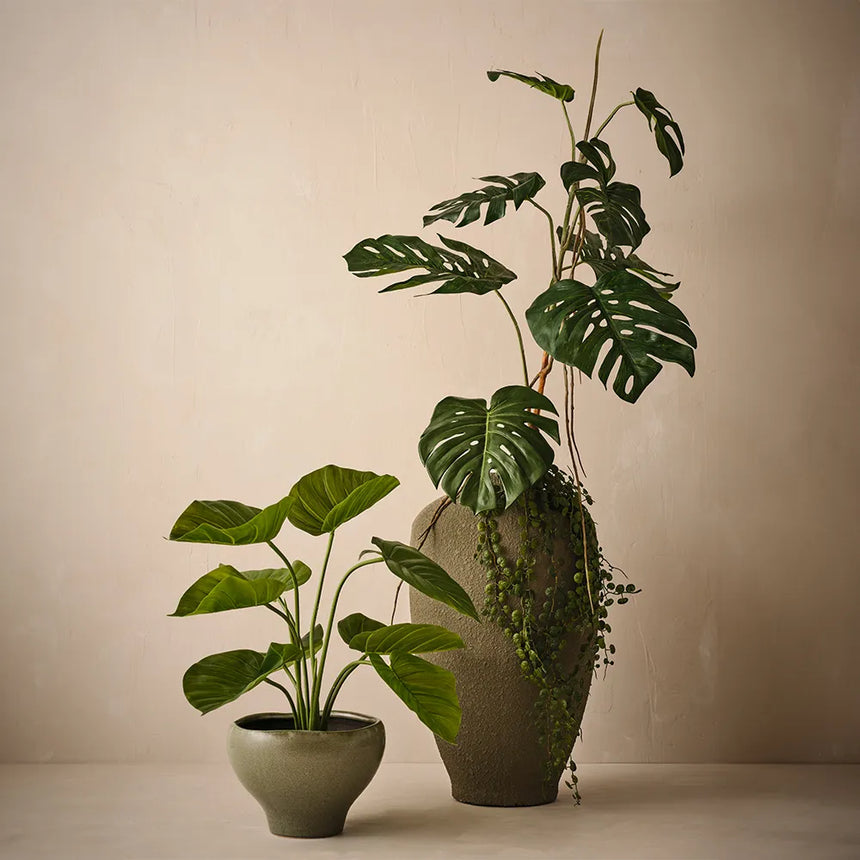 Offshoot || Kero Pot Daintree