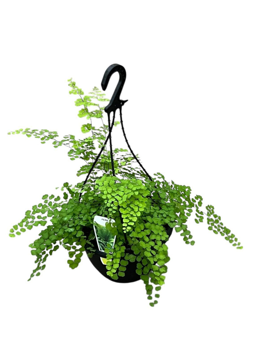Adiantum fragans 'Maidenhair' 20cm Hanging Basket