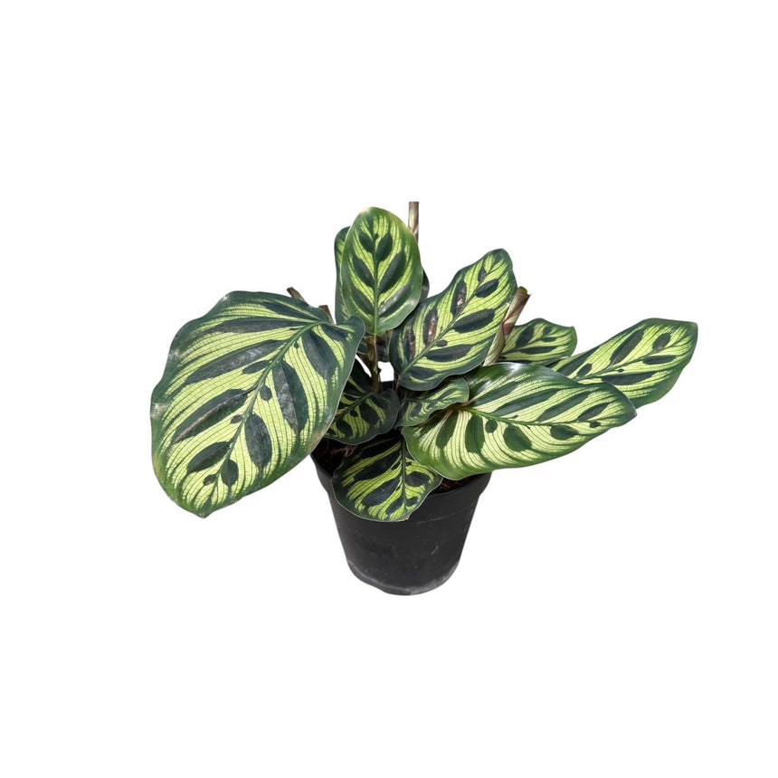 Calathea makoyana - 12cm
