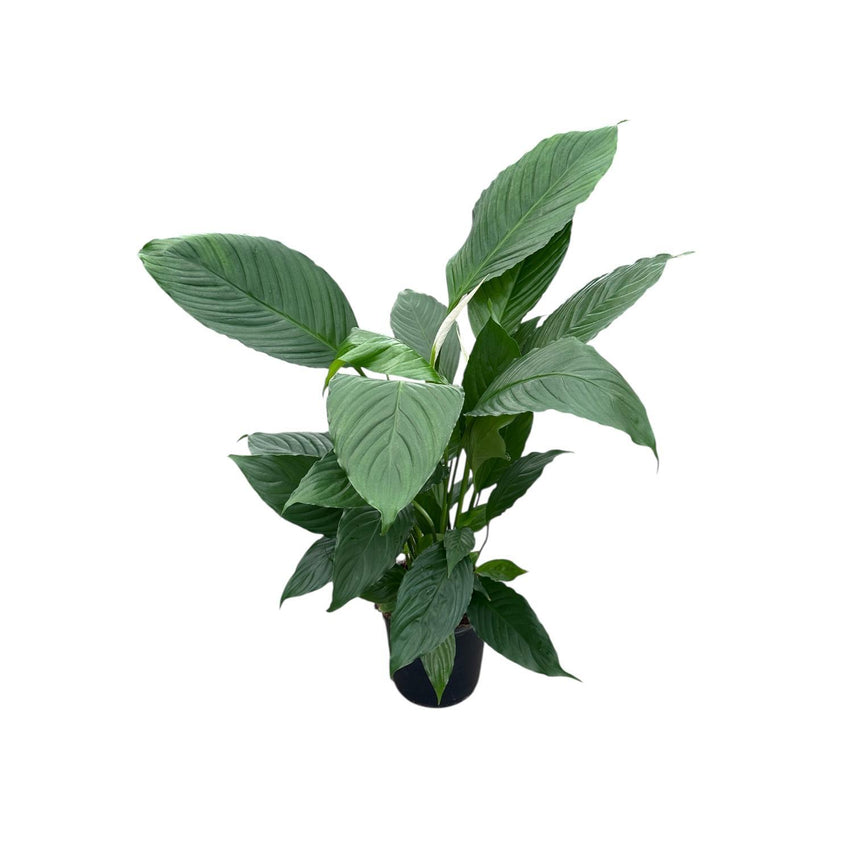 Spathyphyllum 'Peace Lilly' 17cm
