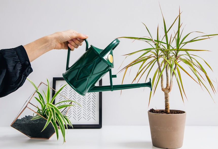 HAWS | The Bartley Burbler Plastic Watering Can - Green