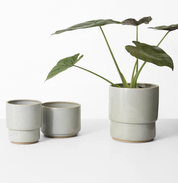 Middle of Nowhere | Angus Planter Coast Medium