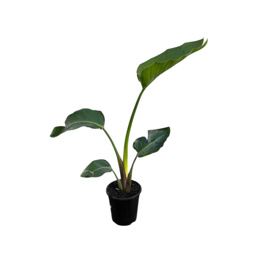 Strelitzia nicolai 'Birds of Paradise' 19cm