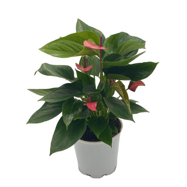 Athurium andraeanum  'Red' - 14cm