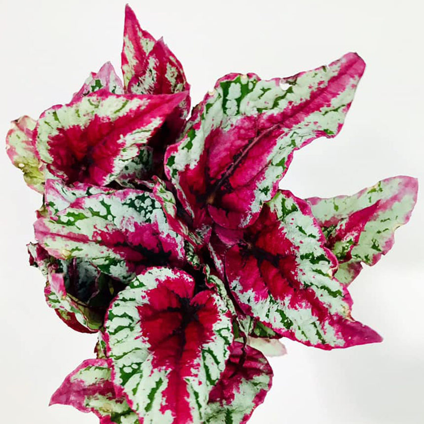 Begonia rex hybrids 'Maui Sunset' - 13cm