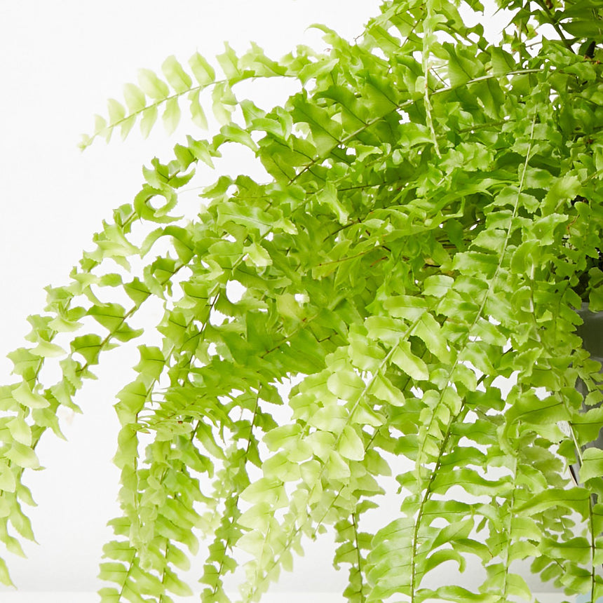 Nephrolepis exaltata 'Boston Fern' - Hanging Basket 17cm