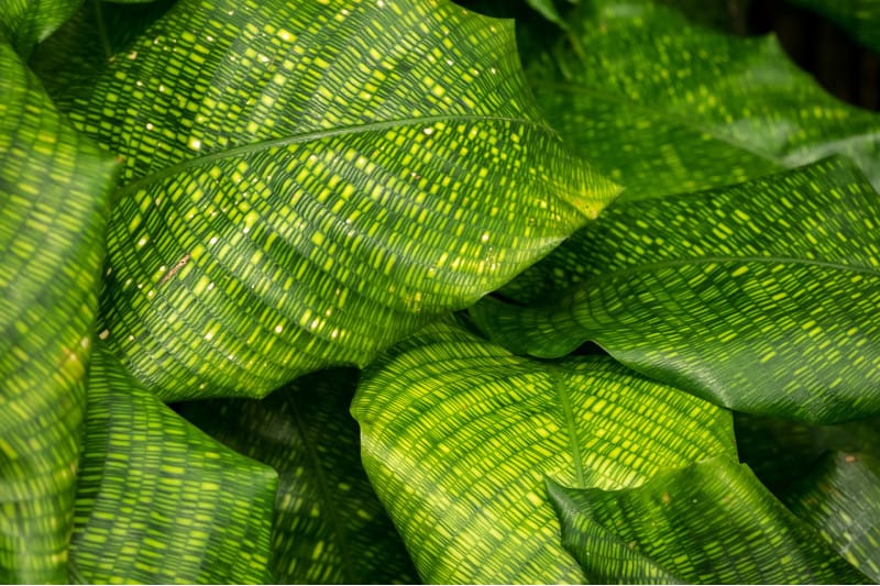 Calathea Musaica - Geoppertia kegeljanii  13cm