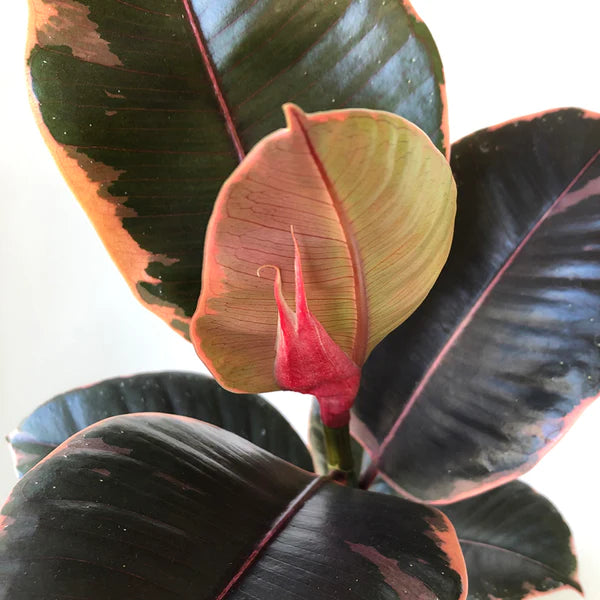 Ficus elastica 'Ruby' 17cm