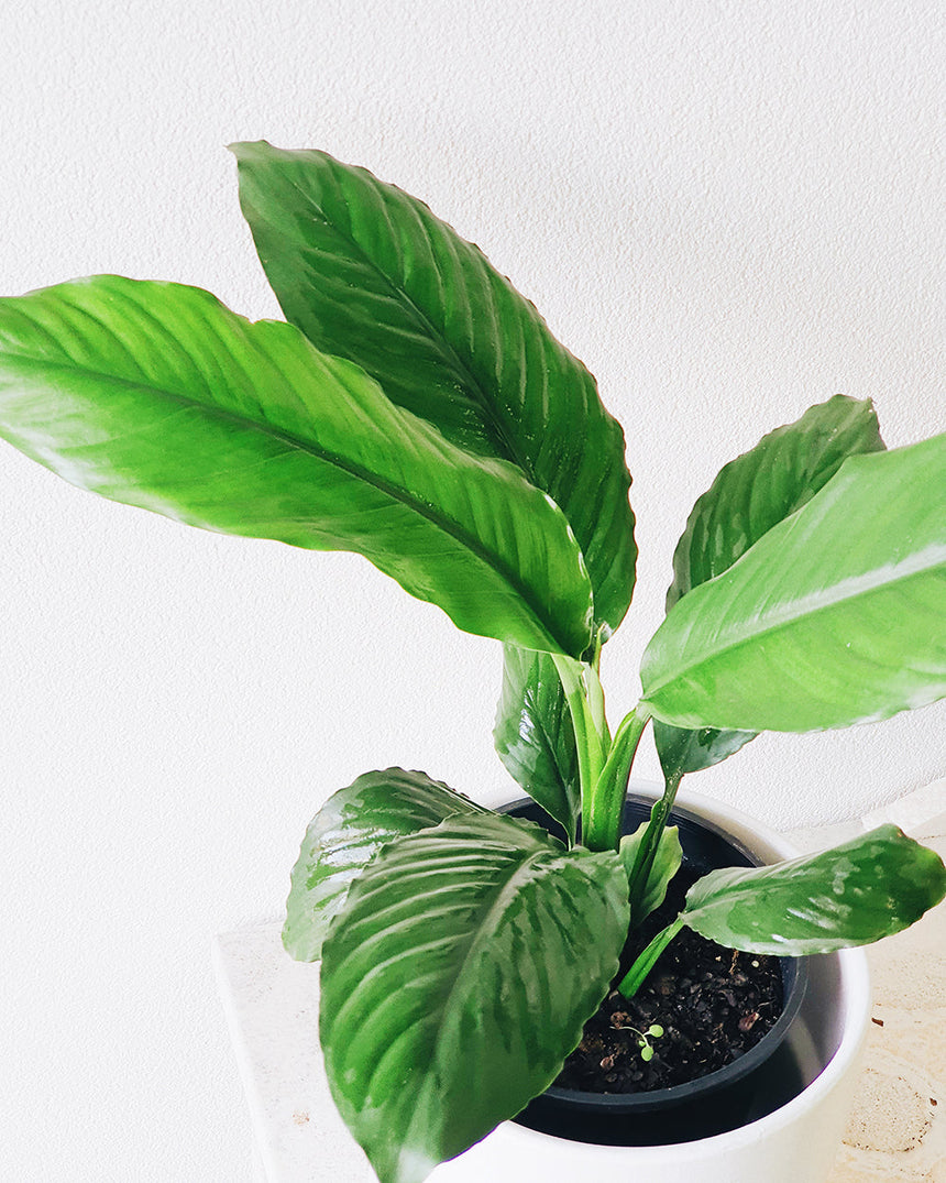 Spathiphyllum cochlearispathum 'Blue Moon' 25cm