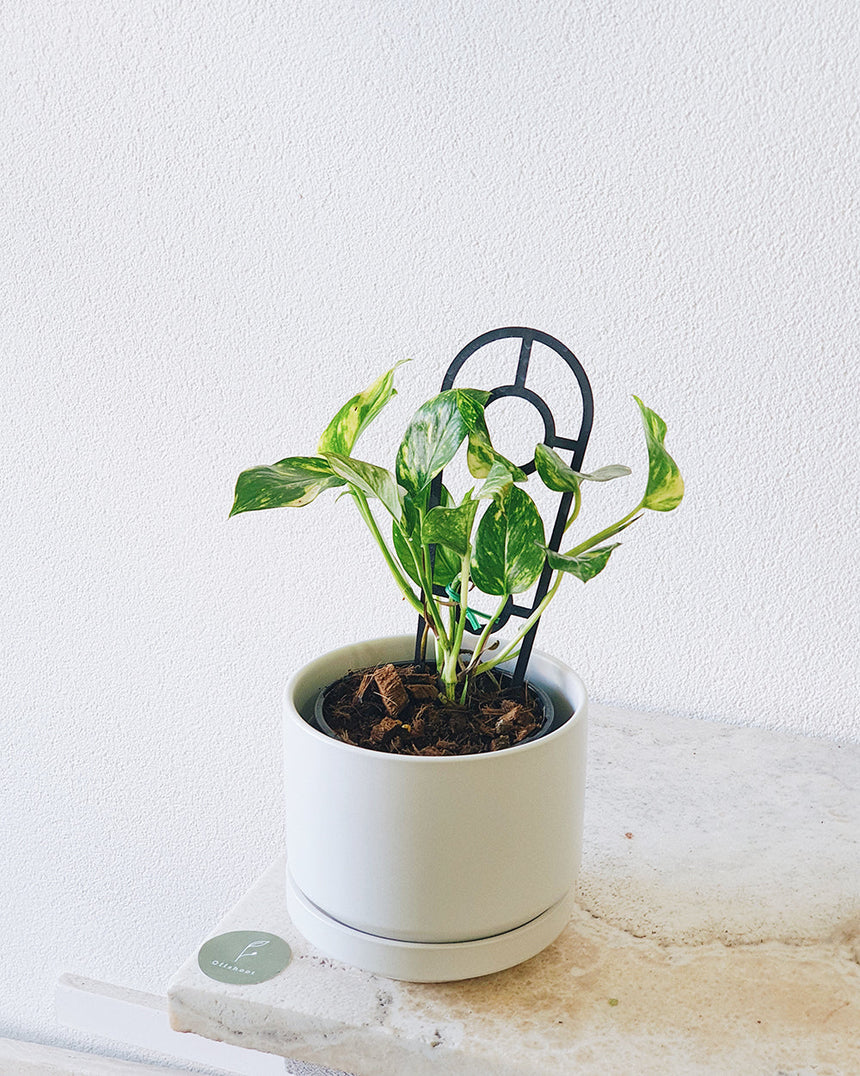 Epipremnum auream 'Devils Ivy Gold'- Hanging Basket 18cm