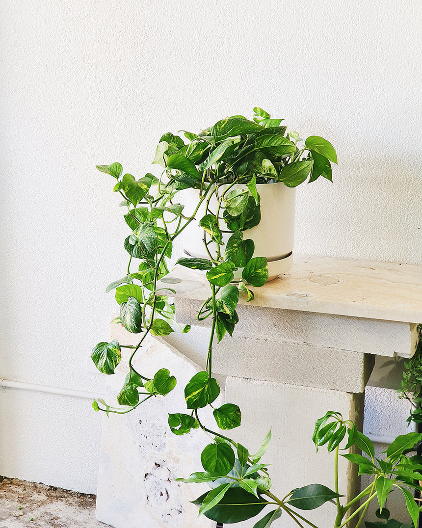 Epipremnum auream 'Devil's Ivy Gold' 20cm - Hanging Basket
