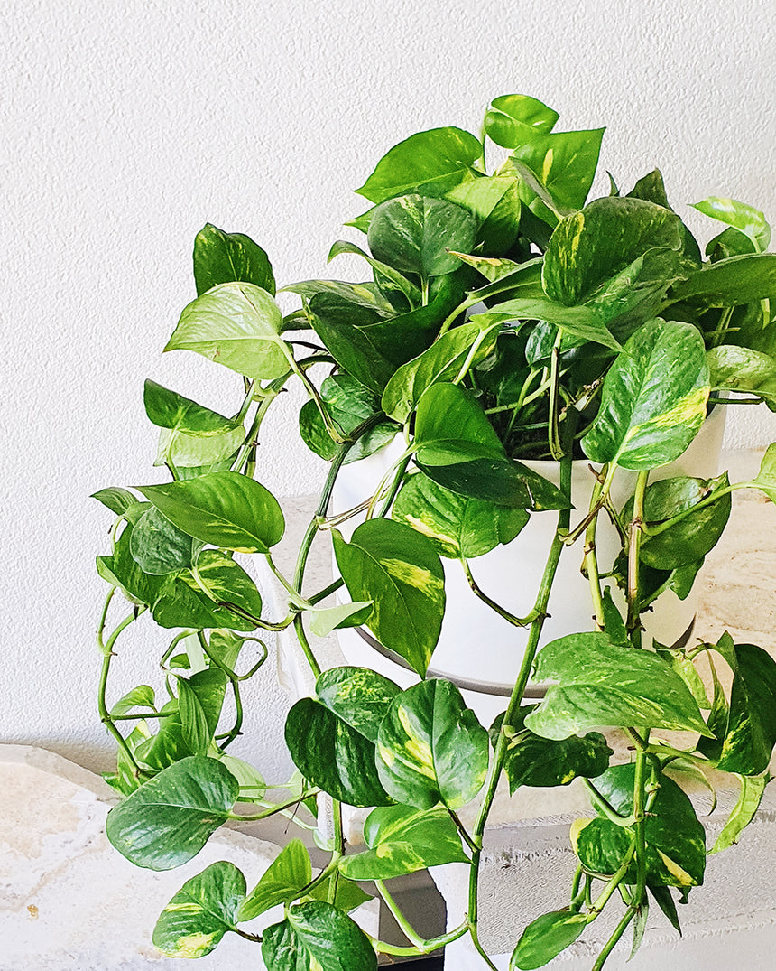 Epipremnum auream 'Devil's Ivy Gold' 20cm - Hanging Basket
