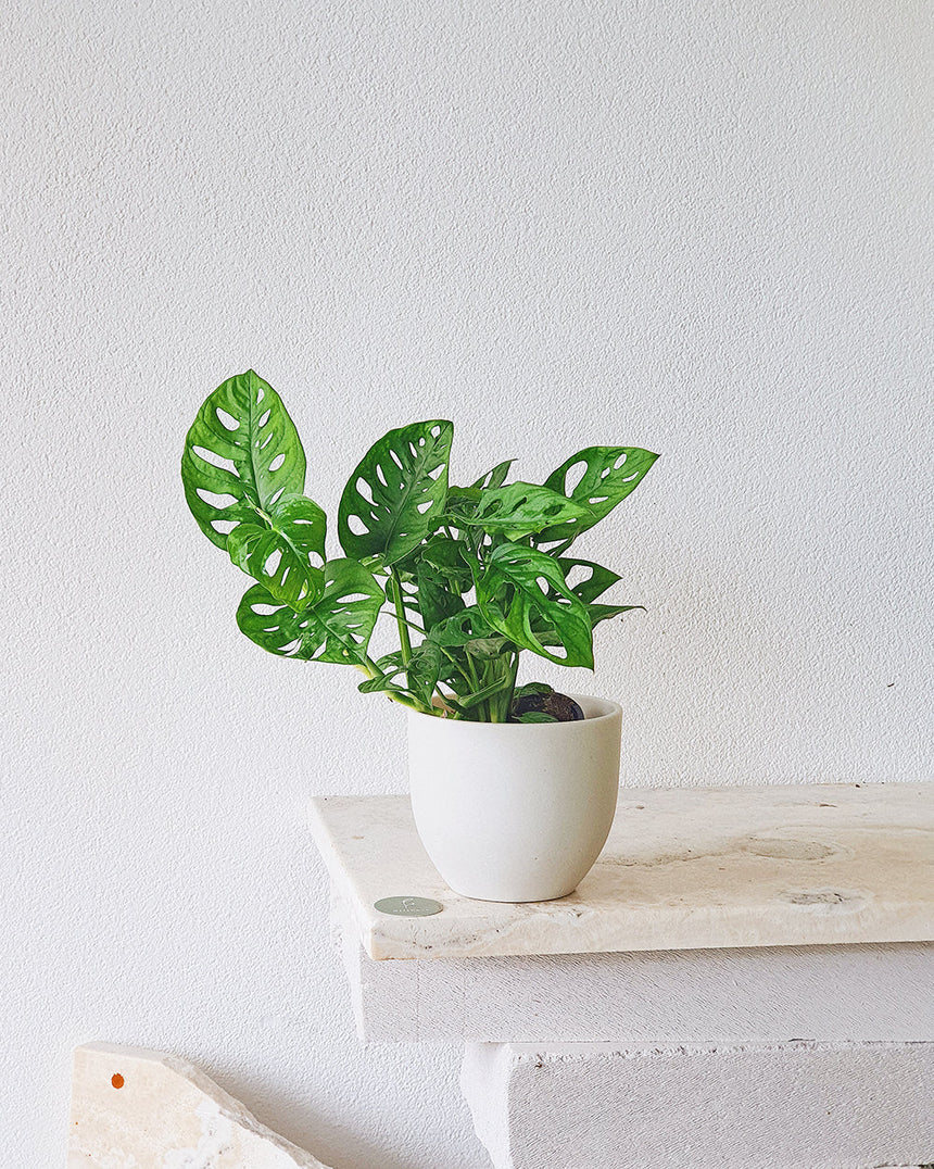 Monstera adansonii (Monkey Mask) 17.5cm Hanging Basket