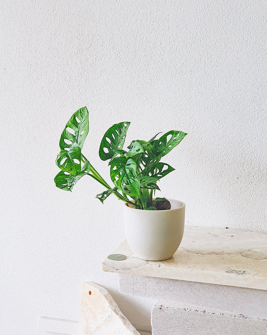 Monstera adansonii (Monkey Mask) 17.5cm Hanging Basket