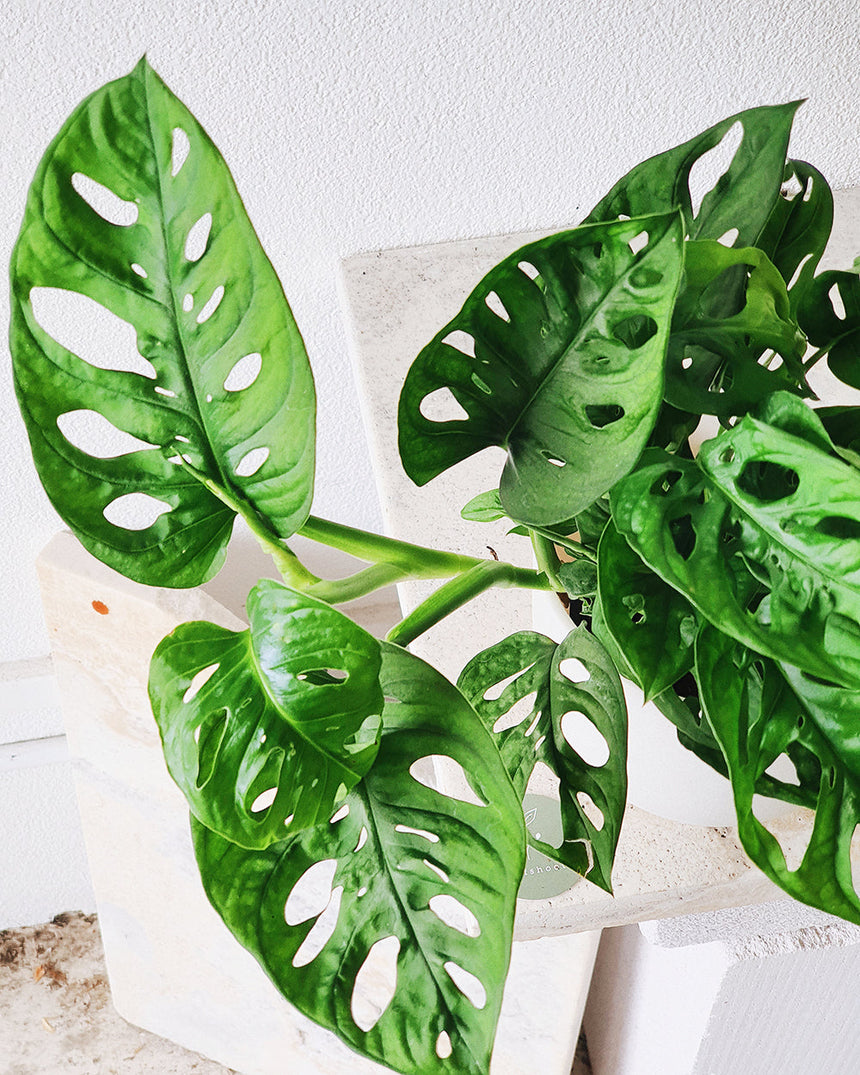 Monstera adansonii (Monkey Mask) 17.5cm Hanging Basket