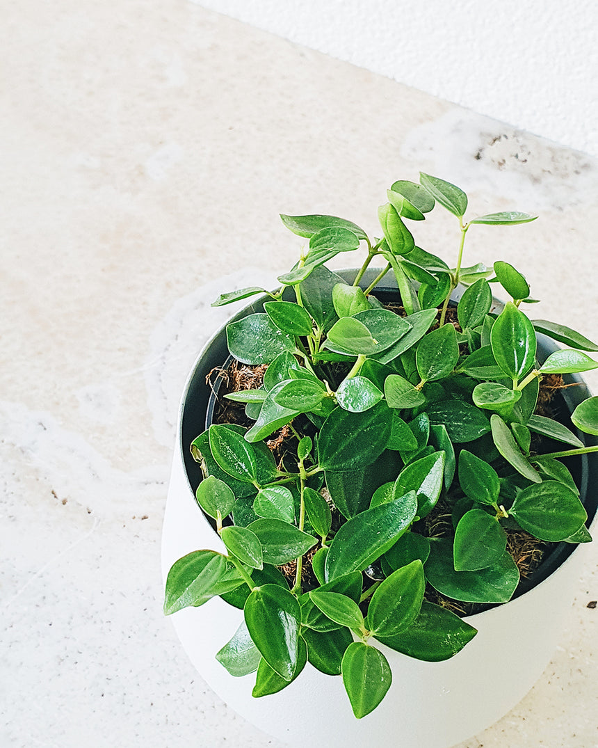 Peperomia angulata 'Rocca Vivace' PBR 12cm