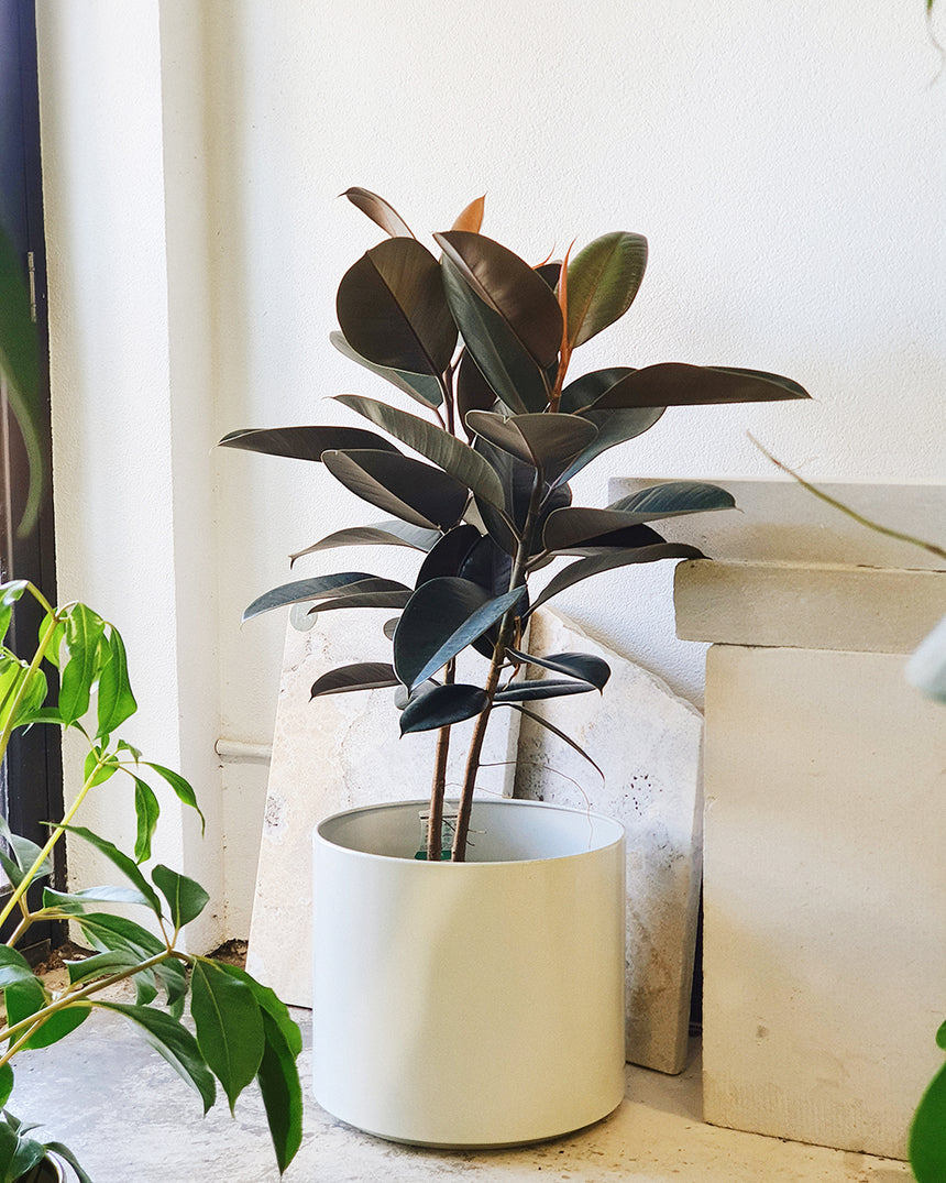 Ficus elastica 'Burgundy' 30cm