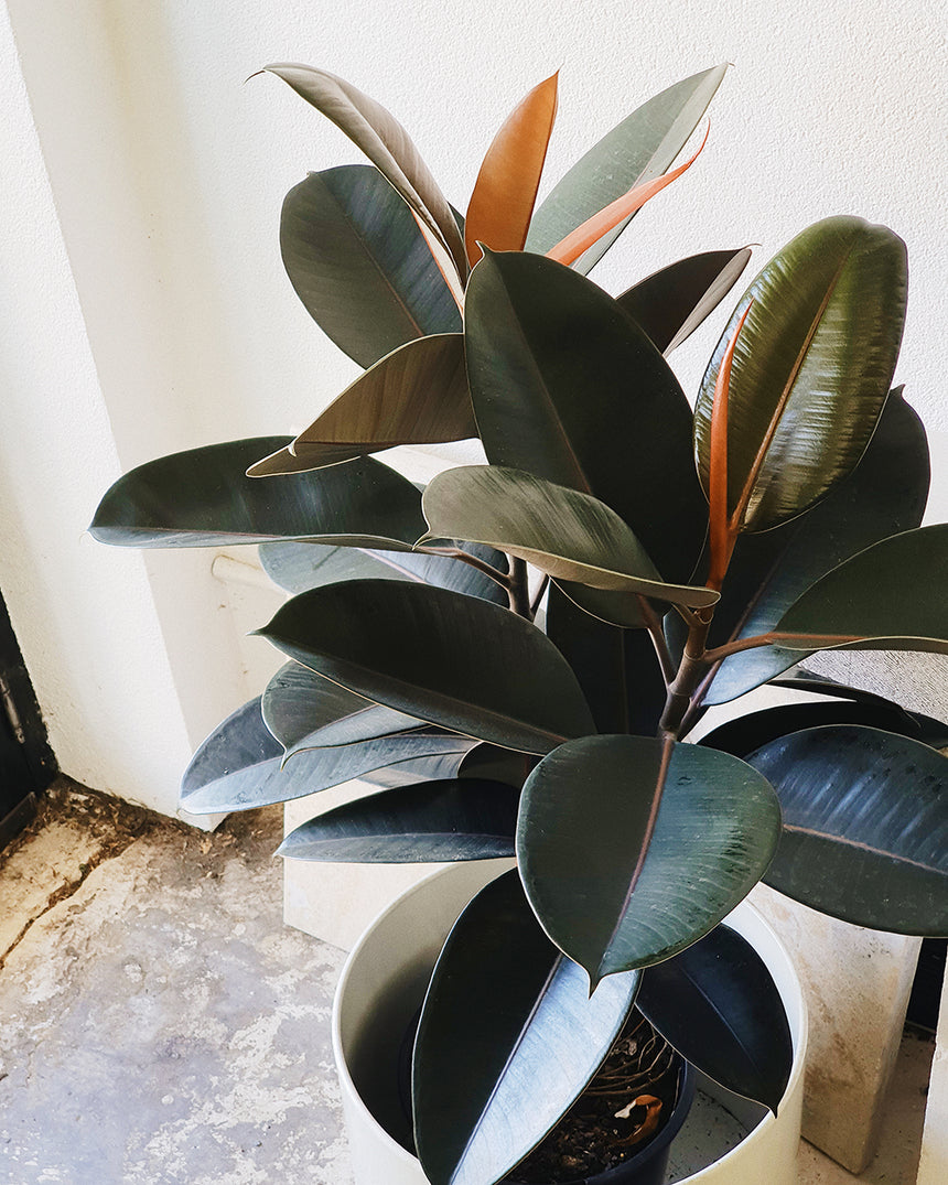 Ficus elastica 'Burgundy' 30cm