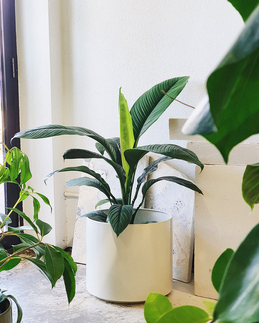 Spathiphylum 'Peace Lilly Sensation' - 20cm