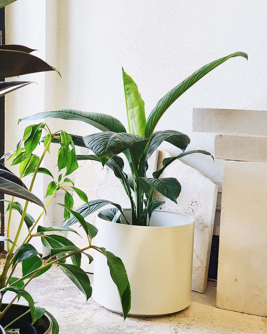 Spathiphylum 'Peace Lilly Sensation' - 20cm