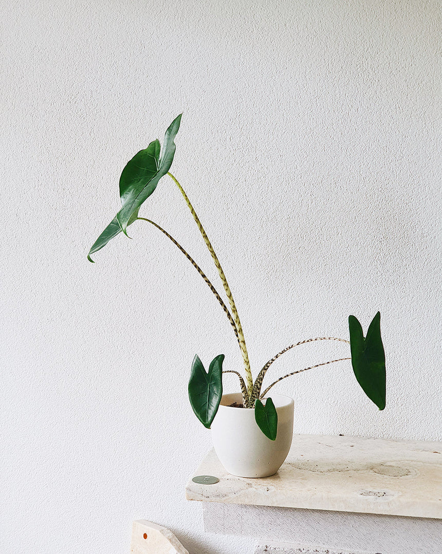 Alocasia 'Zebrina' 17cm